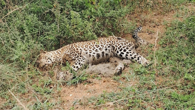 ബിആർടി ടൈഗർ റിസേർവിന് സമീപം പുള്ളിപ്പുലിയുടെ ജഡം കണ്ടെത്തി