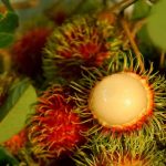 റംബൂട്ടാ​ന്റെ കുരു തൊണ്ടയിൽ കുരുങ്ങി ബാലിക മരിച്ചു