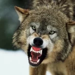 നരഭോജി ചെന്നായയുടെ ആക്രമണം വീണ്ടും; ഉത്തർപ്രദേശിൽ 11 വയസുകാരി ഗുരുതരാവസ്ഥയിൽ