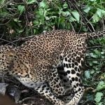 യെലഹങ്കയിൽ പുള്ളിപ്പുലിയെ കണ്ടെത്തി; ജാഗ്രത പാലിക്കണമമെന്ന് വനം വകുപ്പ്