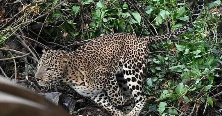 യെലഹങ്കയിൽ പുള്ളിപ്പുലിയെ കണ്ടെത്തി; ജാഗ്രത പാലിക്കണമമെന്ന് വനം വകുപ്പ്