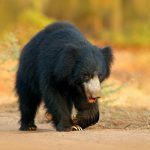 വെള്ളറടയില്‍ കരടി ഇറങ്ങി: പ്രദേശവാസികള്‍ക്ക് ജാഗ്രതാ നിര്‍ദേശം നല്‍കി