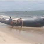 ഒറ്റമശ്ശേരി തീരത്ത് കൂറ്റൻ തിമിംഗലത്തിന്‍റെ ജഡം