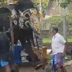 ശ്രീരംഗപട്ടണയിൽ ദസറക്കെത്തിച്ച ആന വിരണ്ടോടി