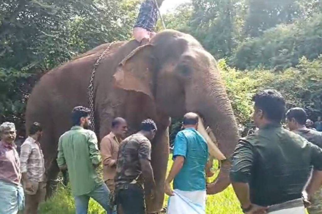 കാടുകയറിയ നാട്ടാന ‘പുതുപ്പള്ളി സാധു’വിനെ കണ്ടെത്തി; ലോറിയില്‍ കയറ്റി നാട്ടിലേക്ക് തിരിച്ചു
