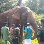 കാടുകയറിയ നാട്ടാന ‘പുതുപ്പള്ളി സാധു’വിനെ കണ്ടെത്തി; ലോറിയില്‍ കയറ്റി നാട്ടിലേക്ക് തിരിച്ചു