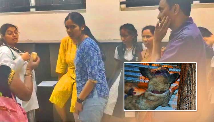 ഹുബ്ബള്ളിയിൽ പേപ്പട്ടി ആക്രമണം; ഗുരുതരമായി കടിയേറ്റ 16 പേര്‍ ആശുപത്രിയില്‍