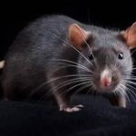 തിരുവനന്തപുരത്ത് എലിപ്പനി ബാധിച്ച്‌ ഒരാള്‍ മരിച്ചു