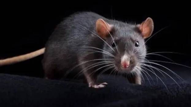 തിരുവനന്തപുരത്ത് എലിപ്പനി ബാധിച്ച്‌ ഒരാള്‍ മരിച്ചു