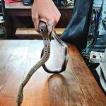 മലപ്പുറം ഡി.ഡി.ഇ. ഓഫീസില്‍ ജീവനക്കാരന് പാമ്പുകടിയേറ്റു