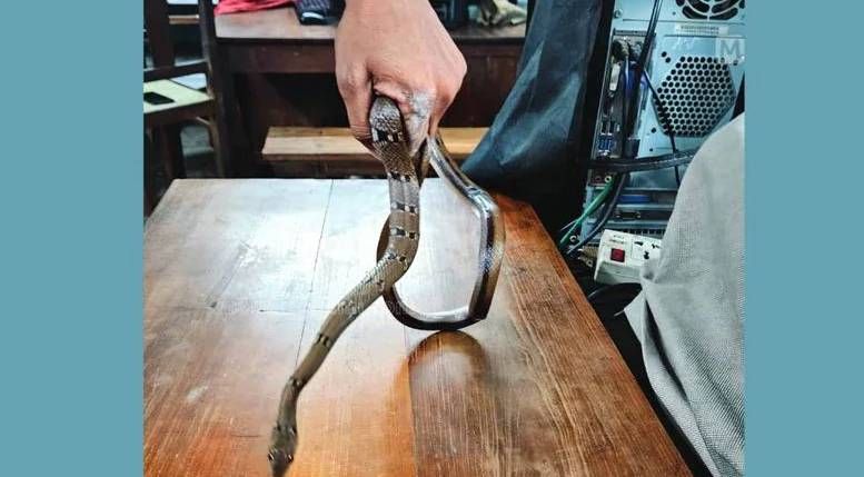 മലപ്പുറം ഡി.ഡി.ഇ. ഓഫീസില് ജീവനക്കാരന് പാമ്പുകടിയേറ്റു