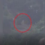 കൊല്ലം പത്തനാപുരത്ത് പുലിക്കൂട്ടം; പരിഭ്രാന്തിയില്‍ നാട്ടുകാര്‍