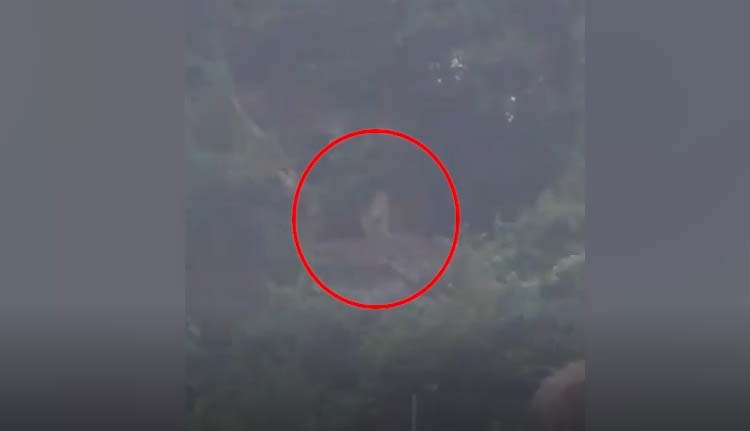 കൊല്ലം പത്തനാപുരത്ത് പുലിക്കൂട്ടം; പരിഭ്രാന്തിയില്‍ നാട്ടുകാര്‍