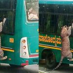 ബന്നാർഘട്ടയിലെ സഫാരി വാഹനത്തിൽ കയറാൻ ശ്രമിച്ച് പുള്ളിപ്പുലി