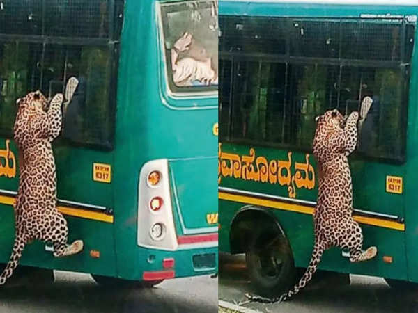 ബന്നാർഘട്ടയിലെ സഫാരി വാഹനത്തിൽ കയറാൻ ശ്രമിച്ച് പുള്ളിപ്പുലി