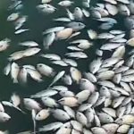 അഷ്ടമുടിക്കായലില്‍ മത്സ്യങ്ങള്‍ കൂട്ടത്തോടെ ചത്തുപൊങ്ങി