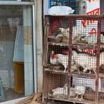 ഗാന്ധിജയന്തി; ബെംഗളൂരുവിൽ നാളെ മാംസ വിൽപനയ്ക്ക് നിരോധനം