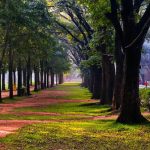 ബെംഗളൂരുവിൽ കബ്ബൺ പാർക്കിന് സമാനമായ മറ്റൊരു പാർക്ക് കൂടി തുറക്കും