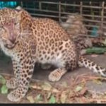 പത്തനംതിട്ടയില്‍ വനം വകുപ്പ് സ്ഥാപിച്ച കൂട്ടില്‍ പുലി കുടുങ്ങി