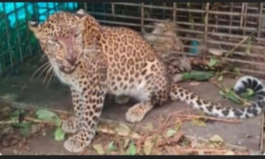 പത്തനംതിട്ടയില്‍ വനം വകുപ്പ് സ്ഥാപിച്ച കൂട്ടില്‍ പുലി കുടുങ്ങി