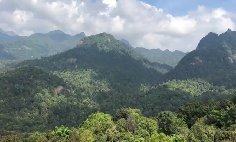 പശുവിനെ തിരഞ്ഞ് വനത്തിൽപോയ 3 സ്ത്രീകളെ കാണാനില്ല; തിരച്ചിൽ