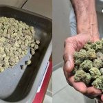 നെടുമ്പാശ്ശേരിയില്‍ വൻ കഞ്ചാവ് വേട്ട; പിടിച്ചത് 2 കോടിയുടെ ഹൈബ്രിഡ് കഞ്ചാവ്