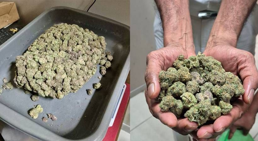 നെടുമ്പാശ്ശേരിയില്‍ വൻ കഞ്ചാവ് വേട്ട; പിടിച്ചത് 2 കോടിയുടെ ഹൈബ്രിഡ് കഞ്ചാവ്