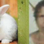 മുയലിന്റെ കടിയേറ്റ് വാക്‌സിനെടുത്ത വീട്ടമ്മ കുഴഞ്ഞ് വീണ് മരിച്ചു