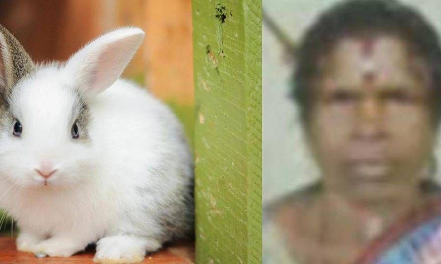 മുയലിന്റെ കടിയേറ്റ് വാക്സിനെടുത്ത വീട്ടമ്മ കുഴഞ്ഞ് വീണ് മരിച്ചു