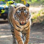 വയനാട് പുൽപ്പള്ളിയിൽ വീണ്ടും കടുവ ആക്രമണം; ആടിനെ കൊന്നു