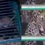 പത്തനാപുരത്ത് രണ്ട് മാസത്തോളം ഭീതി പരത്തിയ പുലി കൂട്ടിലായി