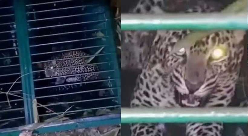 പത്തനാപുരത്ത് രണ്ട് മാസത്തോളം ഭീതി പരത്തിയ പുലി കൂട്ടിലായി