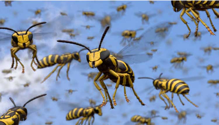 കൊല്ലത്ത് കടന്നൽ കുത്തേറ്റ് ഏഴ് പേർക്ക് പരുക്ക്; ഒരാൾ ഗുരുതരാവസ്ഥയിൽ