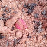 നാടൻ ബോംബ് പൊട്ടിത്തെറിച്ച് വയോധിക ഉൾപ്പെടെ മൂന്ന് പേർക്ക് പരുക്ക്