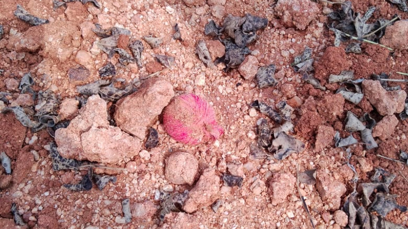 നാടൻ ബോംബ് പൊട്ടിത്തെറിച്ച് വയോധിക ഉൾപ്പെടെ മൂന്ന് പേർക്ക് പരുക്ക്