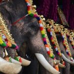 3 മണിക്കൂറില്‍ കൂടുതൽ ആനയെ എഴുന്നള്ളിക്കരുത്: മാർഗരേഖയുമായി ഹൈക്കോടതി