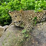 തുരഹള്ളി വനത്തിന് സമീപം പുള്ളിപ്പുലി ഭീതി; ജാഗ്രത പാലിക്കണമെന്ന് വനം വകുപ്പ്