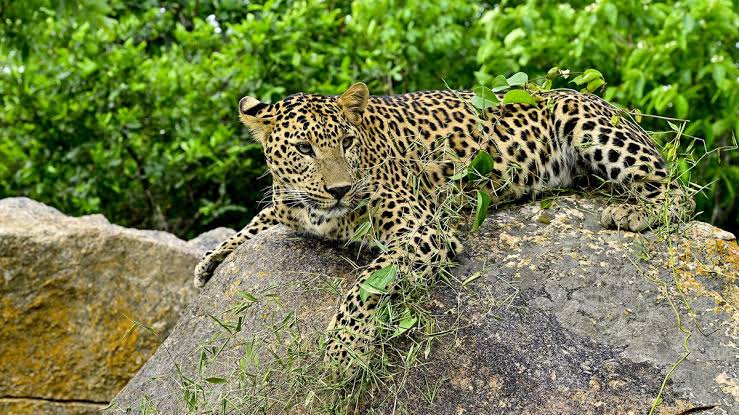 തുരഹള്ളി വനത്തിന് സമീപം പുള്ളിപ്പുലി ഭീതി; ജാഗ്രത പാലിക്കണമെന്ന് വനം വകുപ്പ്