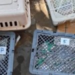 വിമാനത്താവളം വഴി വന്യജീവികളെ കടത്താൻ ശ്രമിച്ചു; രണ്ട് പേർ അറസ്റ്റിൽ