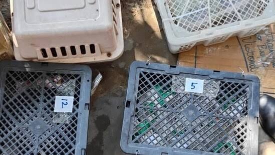 വിമാനത്താവളം വഴി വന്യജീവികളെ കടത്താൻ ശ്രമിച്ചു; രണ്ട് പേർ അറസ്റ്റിൽ