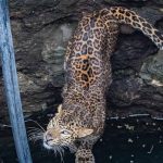 കിണറ്റിൽ വീണ പുള്ളിപ്പുലിയെ രക്ഷപ്പെടുത്തി