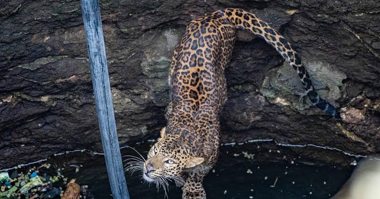 കിണറ്റിൽ വീണ പുള്ളിപ്പുലിയെ രക്ഷപ്പെടുത്തി