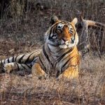 രന്തംബോർ നാഷണൽ പാർക്കിൽ നിന്ന് 25 കടുവകളെ കാണാതായി; അന്വേഷണത്തിന് ഉത്തരവിട്ട് വനം വകുപ്പ്