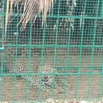 നെലമംഗലയിൽ രണ്ട് പുള്ളിപ്പുലികളെ പിടികൂടി