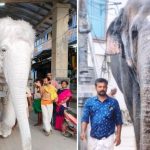 ക്ഷേത്രത്തില്‍ ആനയുടെ ചവിട്ടേറ്റ് പാപ്പാനും മലയാളിയായ ബന്ധുവിനും ദാരുണാന്ത്യം