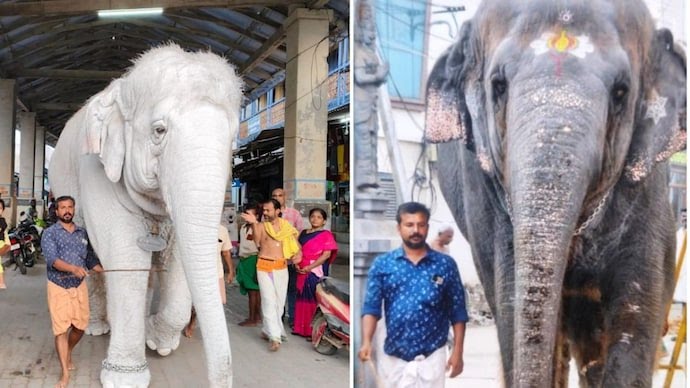 ക്ഷേത്രത്തില്‍ ആനയുടെ ചവിട്ടേറ്റ് പാപ്പാനും മലയാളിയായ ബന്ധുവിനും ദാരുണാന്ത്യം