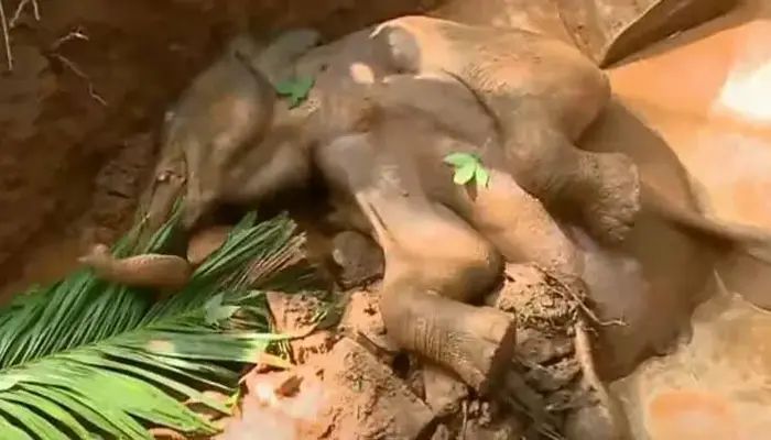 സെപ്റ്റിക് ടാങ്കില്‍ വീണ കുട്ടിയാന ചരിഞ്ഞു