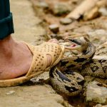 സ്കൂളില്‍ വിദ്യാര്‍ഥിനിക്ക് പാമ്പ് കടിയേറ്റു