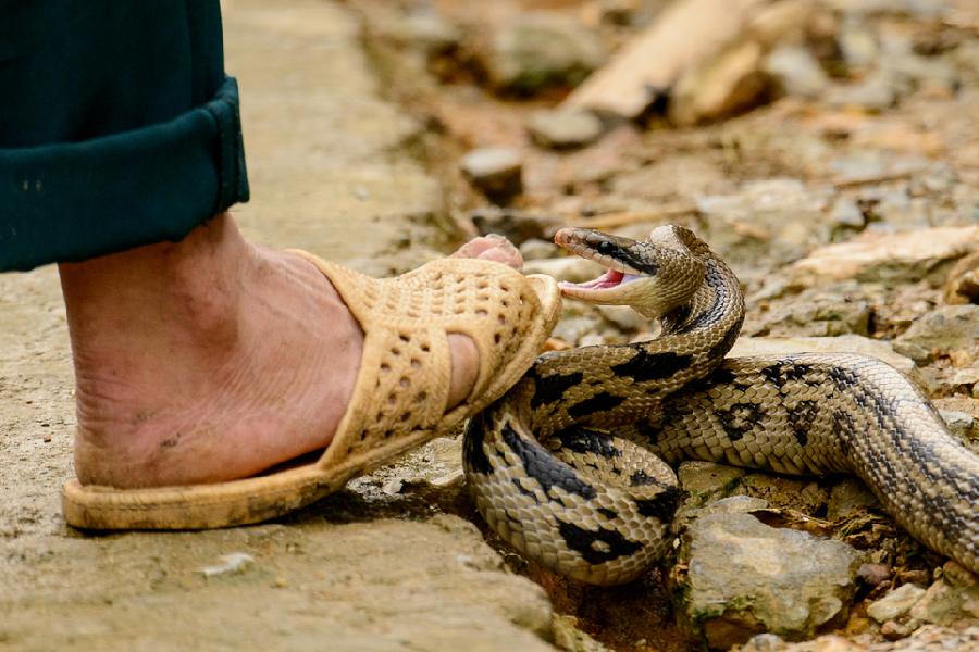 സ്കൂളില് വിദ്യാര്ഥിനിക്ക് പാമ്പ് കടിയേറ്റു