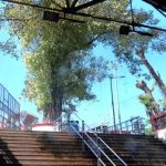 ശബരിമലയിൽ പതിനെട്ടാം പടിക്ക് താഴെ ആല്മരത്തിന് തീപിടിച്ചു